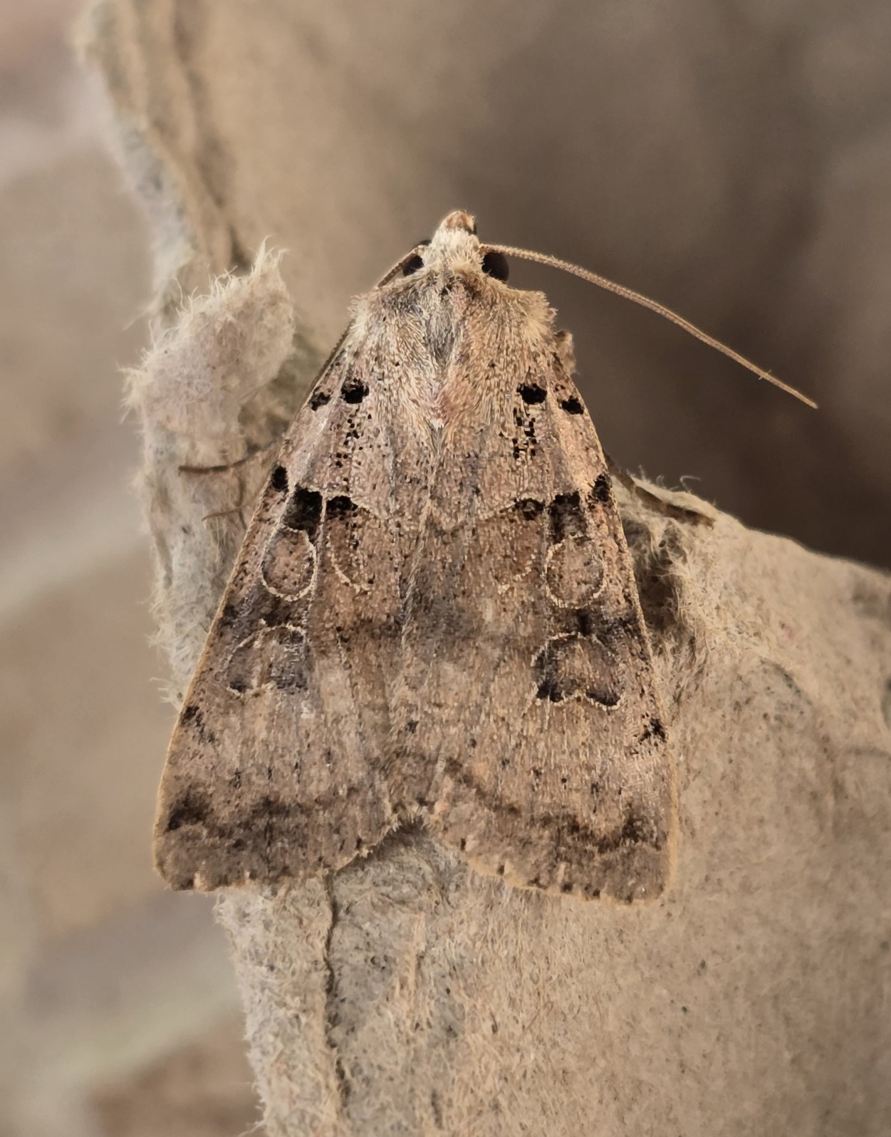 Photo of Plain Clay (Eugnorisma depuncta)